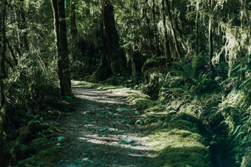 Hiking Course in the forest, Milord Track