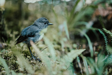Robin in South Island New Zealand