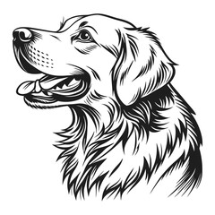 Silhouette of an adorable purebred black and white dog 