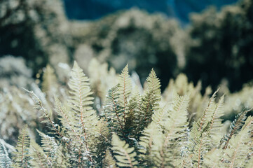 Silver Fern on the Milford Track, New Zealand