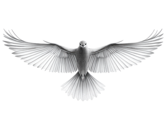 Silhouette image of a bird gliding with curved wings and light feathers isolated on a transparent background