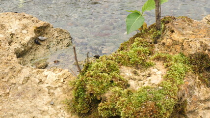 Close up picture of rock in the river