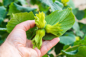 Hazelnut fruits in the hand
