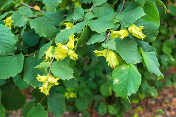 Hazelnut fruits in the garden