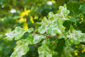 Oak branches affected by powdery mildew