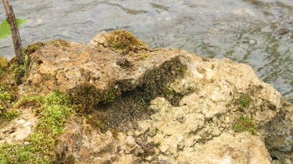 Close up picture of rock in the river