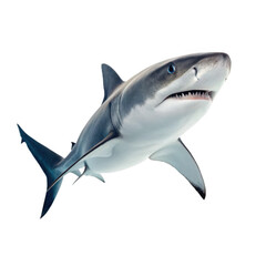 Obraz premium shark ocean marine animal on transparent