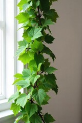 Elegant Artificial Vine Instant Charm for Weddings, Homes & Events.  Realistic leaves, durable material, easy to shape, flexible and perfect for adding a touch of greenery to any space.