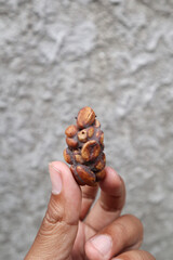 Kopi Luwak Coffee Bean or Civet coffee bean, world's most expensive coffee