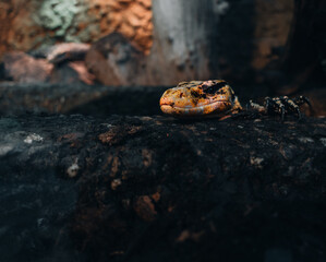 Colorful lizard on a dark background in the forest - exotic fauna, contrasts and an adventurous atmosphere.