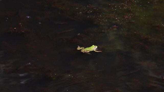 Edible frog, pelophylax esculentus swimming on pond surface. Dark background, Czech wildlife animal