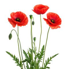 Obraz premium poppy flora blossom bloom on transparent