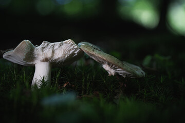 White mushroom in moss with a distinct texture in soft light - an autumn forest treasure from a macro perspective.