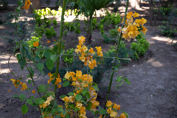 Beautiful flowering yellow bougainvillea in the garden.