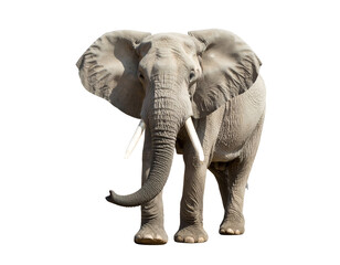 Fototapeta premium A magnificent African elephant stands majestically, showcasing its impressive size and powerful presence.