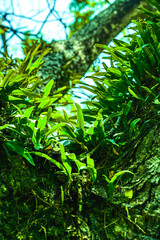 Natural Series : Fern on a big tree. Microsoroideae growing on old trees. A large tree with Microsoroideae fern. Look up at the tree trunk with its bark always moist.