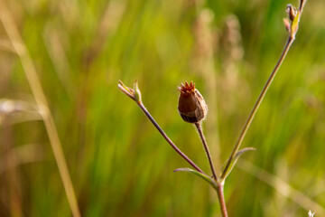 seed stand of a plant