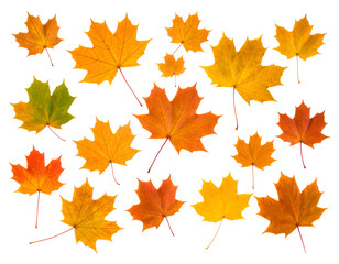 Obraz premium Vibrant autumn maple leaves showcase nature's colorful transition in a beautiful display.
