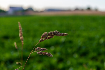 dry grass in the field