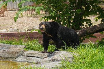 A black bear, beruang madu, or honey bear, sun bear, Helarctos malayanus is standing in a grassy...