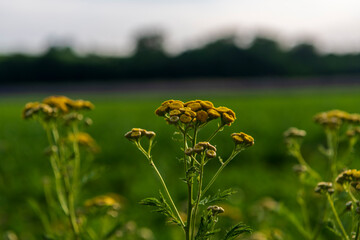 dandelions on a meadow