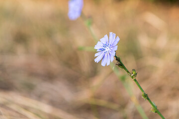 blue summer flower