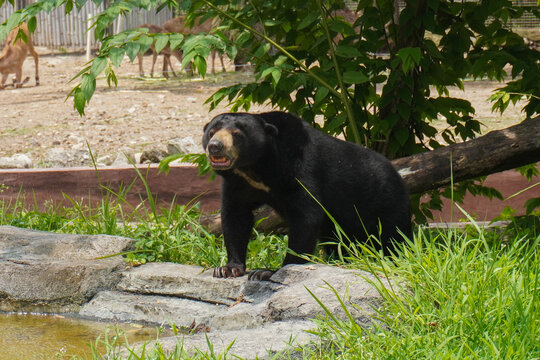 A black bear, beruang madu, or honey bear, sun bear, Helarctos malayanus is standing in a grassy area near a pond.