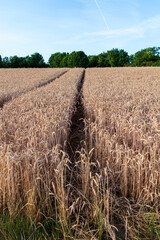 wheat field in the morning