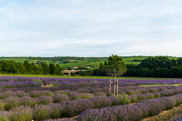 lavender field provence france