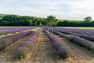 field of lavender