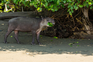  Central American or Baird's tapir (Tapirus bairdii), feeding on leaves in Corcovado National Park, Costa Rica