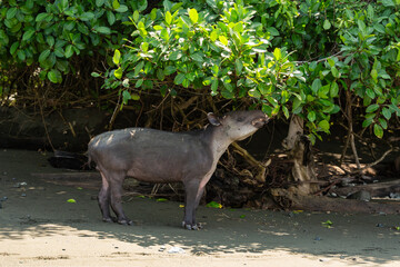  Central American or Baird's tapir (Tapirus bairdii), feeding on leaves in Corcovado National Park, Costa Rica