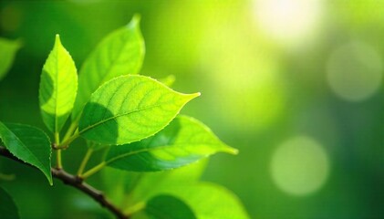 Close-up of vibrant green leaves gently swaying in a refreshing summer breeze, sunlight dappling through the foliage creating a sense of calm and tranquility , clean air, movement