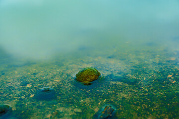 Natural Series : Freshwater snails in a lake with clear and clean water. Black snails in the rice fields. Concepts of aquatic ecosystems, wildlife and peaceful nature.