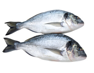 Naklejka premium Two glistening fresh fish with shimmering scales lie ready for culinary preparation or market display