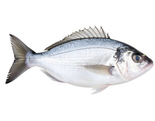 Obraz premium A pristine, silvery fish with distinct fins and scales, ready for culinary preparation.