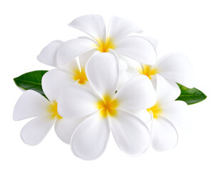 Fototapeta premium Freshly bloomed white flowers with vibrant yellow centers and green foliage present a beautiful natural arrangement.