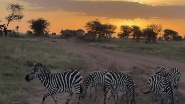A small herd of plains zebras grazes alongside a dirt track on the African savanna during a golden sunset, blending wildlife with dramatic natural beauty.