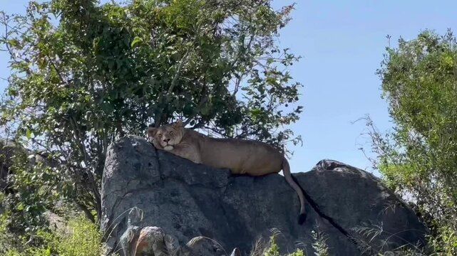 A lioness rests atop a granite kopje in Serengeti National Park, overlooking Tanzania&rsquo;s iconic savanna landscape.