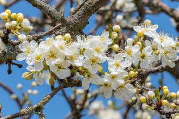 Gentle Blossoms Adorn Branches Under Azure Sky