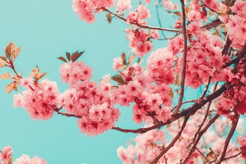 Serene Cherry Blossoms Against Azure Sky Backdrop