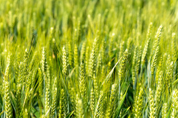 green wheat field