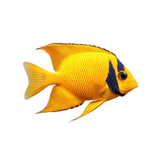 Vibrant yellow angelfish with striking blue markings swimming gracefully isolated on transparent background