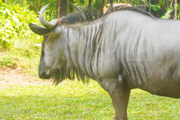 african antelope Gnu (Blue wildebeest, Connochaetes taurinus) walking in yellow dry grass
