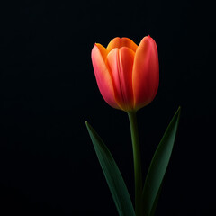 Fototapeta premium Tulip's Radiant Glow: A single, vibrant tulip stands tall against a black backdrop. Its petals unfold in a radiant display of color and elegance, capturing the essence of spring's awakening.
