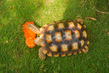 sulcata tortoise. The African spurred tortoise (Centrochelys sulcata) on grass