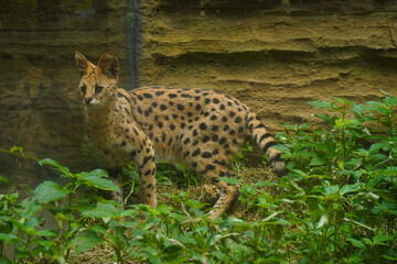 Serval or Tierboskat, Leptailurus serval wild cat from africa