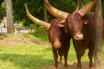 Two large Ankole Watusi or Bos taurus indicus oxen with horns are standing next to each other