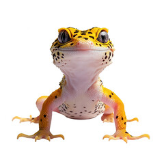 Close up front view of a cute yellow leopard gecko with black spots and large eyes on a transparent background isolated on transparent background