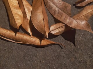 Dry Brown Leaves on Dark Stone Surface